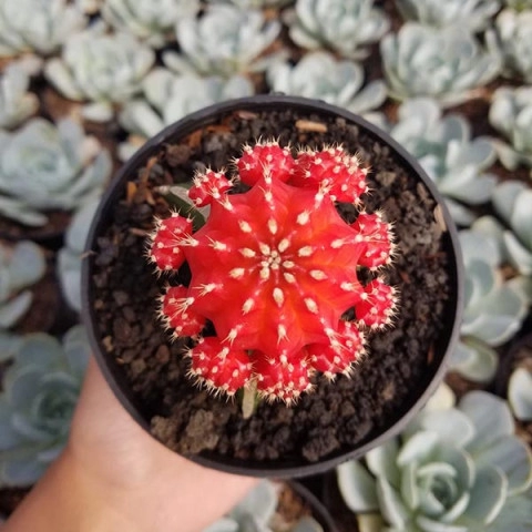 Cactus Memorable