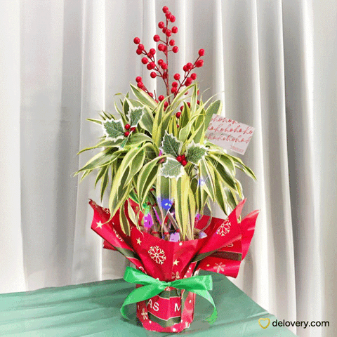 Lucky Berry Bamboo